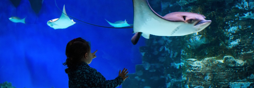 Fun Things to Do with Kids in Tampa, Florida