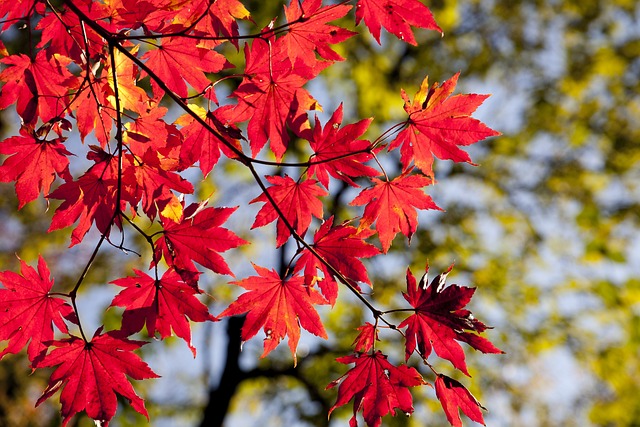 Fall leaves
